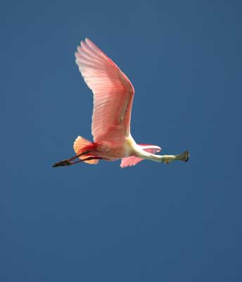 Rosette-spoonbill.jpg