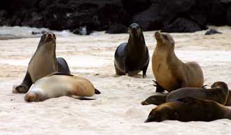 Sea-Lion-7.jpg