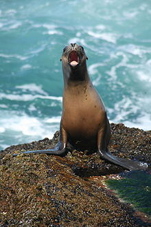 Sealion1.jpg