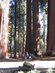 Sequoia-NP.jpg