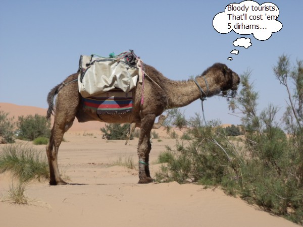 camel cost.jpg