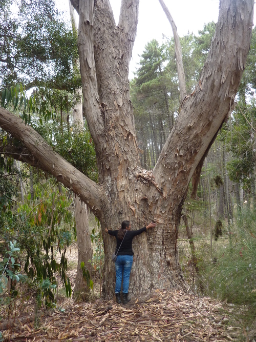 treehug3.jpg