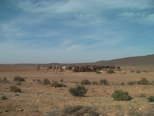 Week6Moroccocamels.jpg