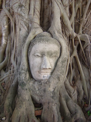 buddah in tree roots