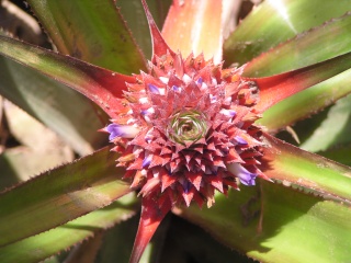 Pineapple Flower