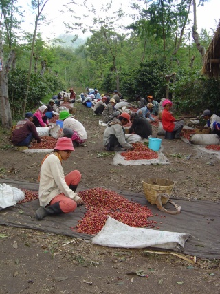 coffee plantation workers