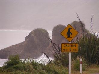 penguin crossing