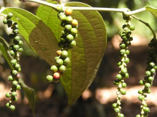 pepper bush