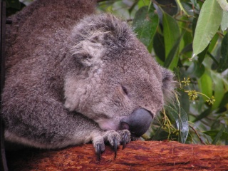 Koala