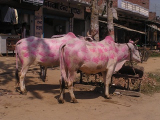 Holi Cow