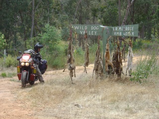 Wild Dog Valley