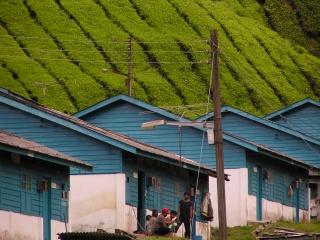 Cameron Highlands Boh tea plantation