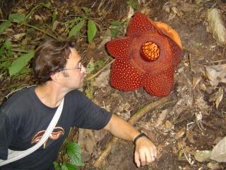 Rafflesia