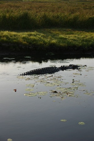 Yellow Water Croc