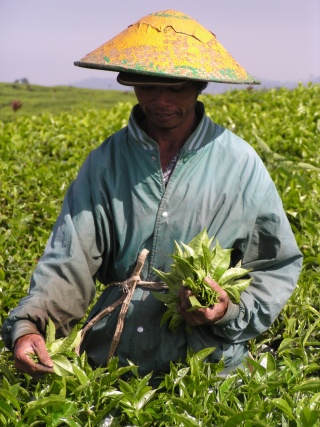 Tea Pickers in Kerinci