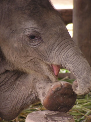 baby elephant