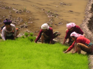 rice paddy