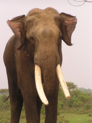 elephant breeding centre