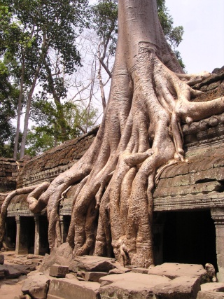 Ta Prohm