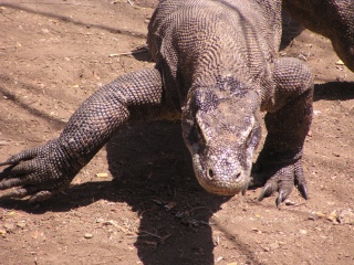 Komodo Dragon