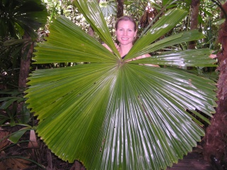 Lisa and fan palm