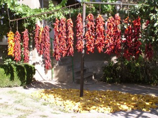 harvest time