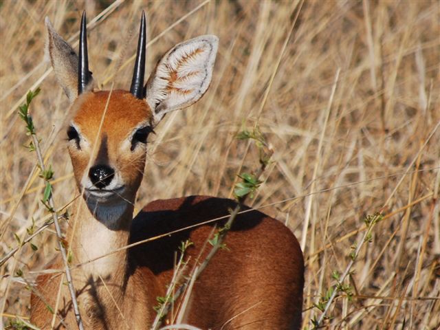 klipspringer.JPG