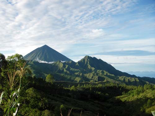 indoflores.jpg