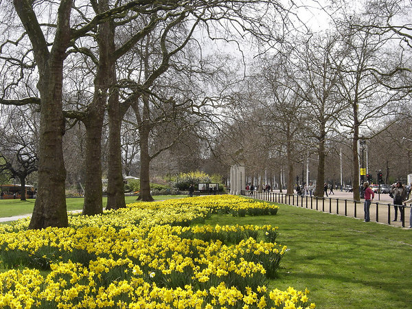 spring flowers