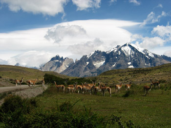 towerguanacos.jpg