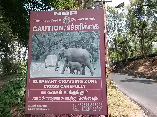 elephantcrossing.jpg