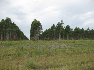 31AgroForestry.jpg