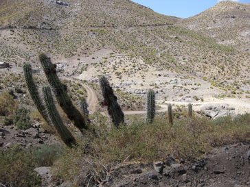 7-goat-road-cactus.jpg