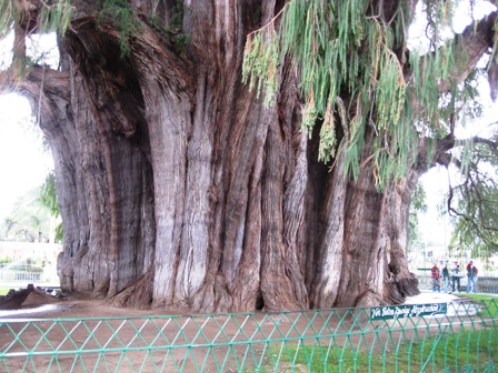 a_1424LargestTree2.jpg