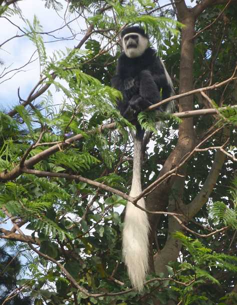 colobus.JPG