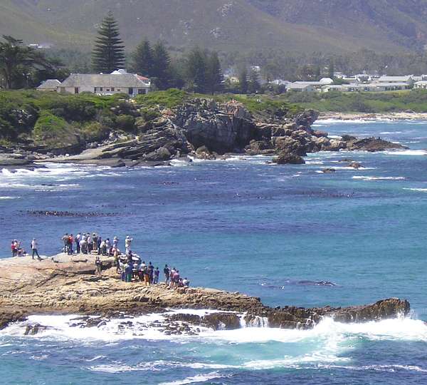 hermanus113.jpg