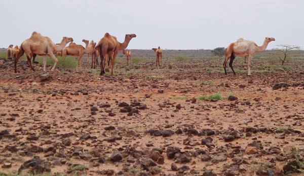 moyale17.JPG