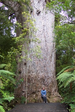 giant_kauri.jpg