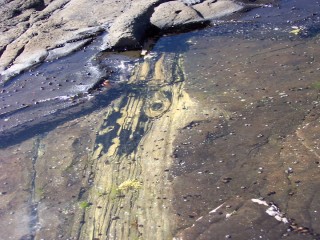 petrified_forest.jpg