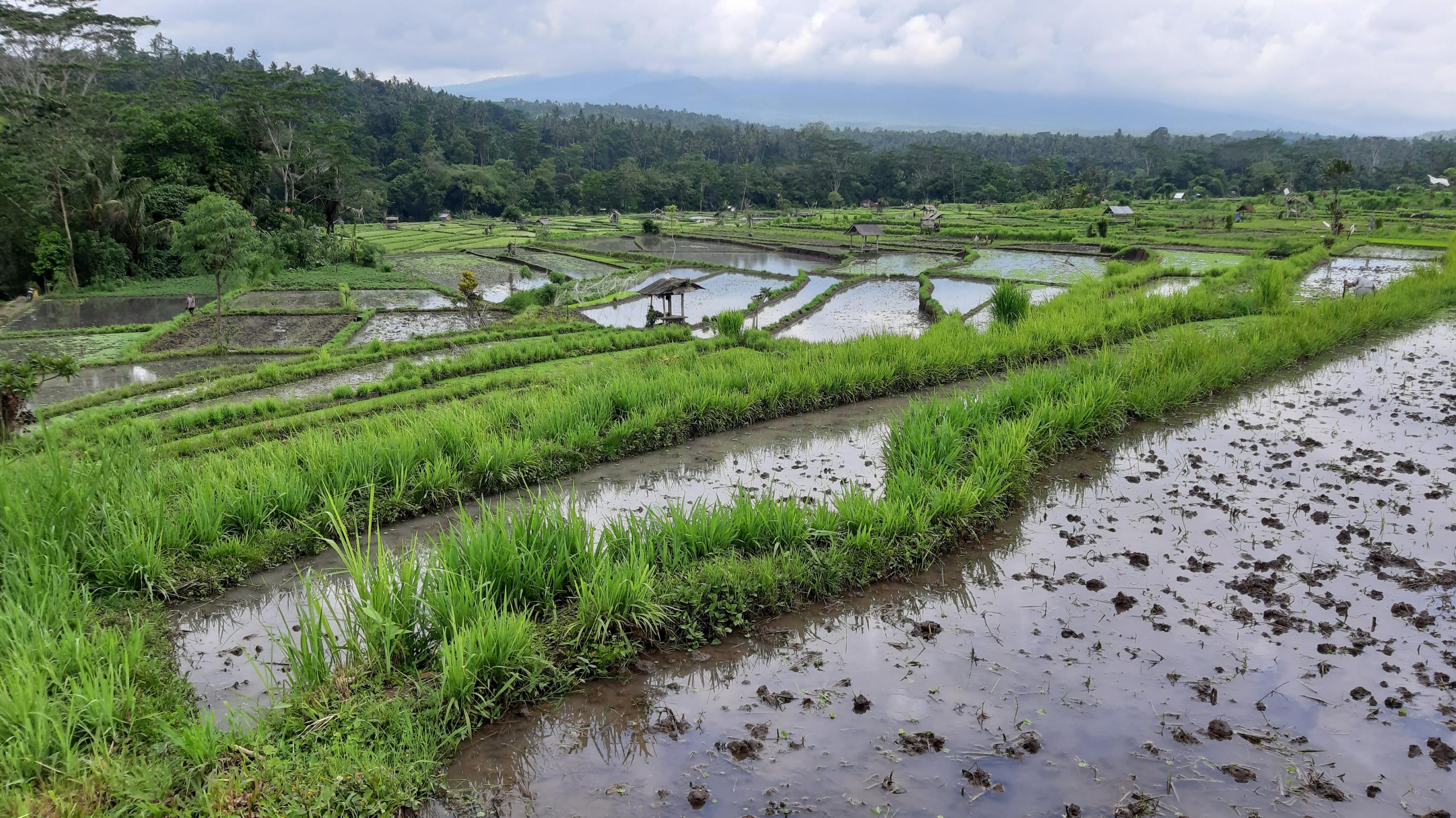 Rice Fields in Bali