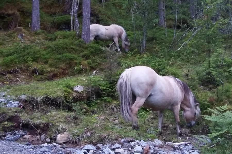 Fjord Horse