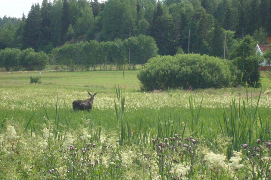 a moose in Sweden