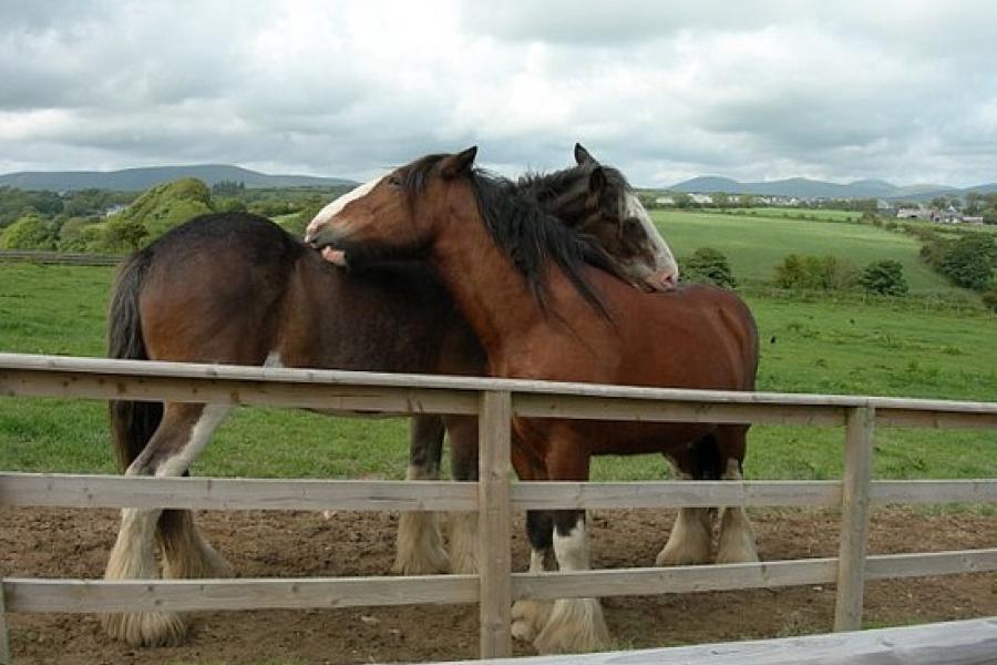 Retired horses seem to have a good life