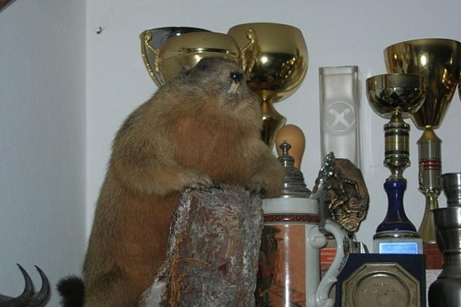 A marmot looks on at breakfast