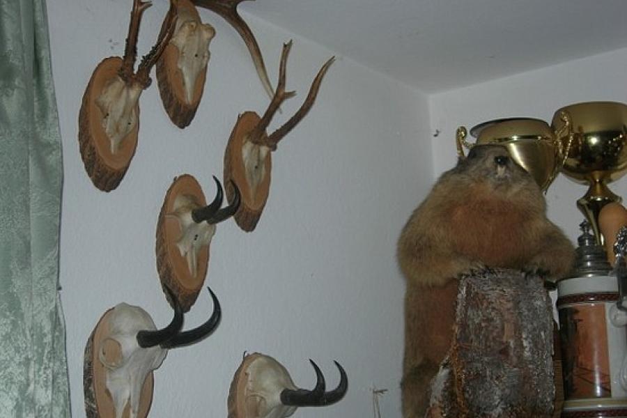 Bambi's cousins on the wall