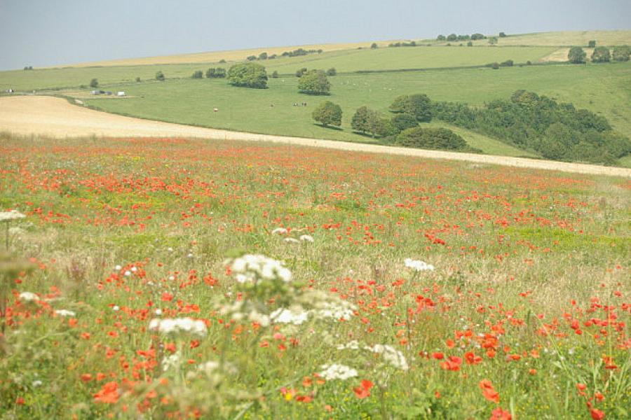 South Downs Way