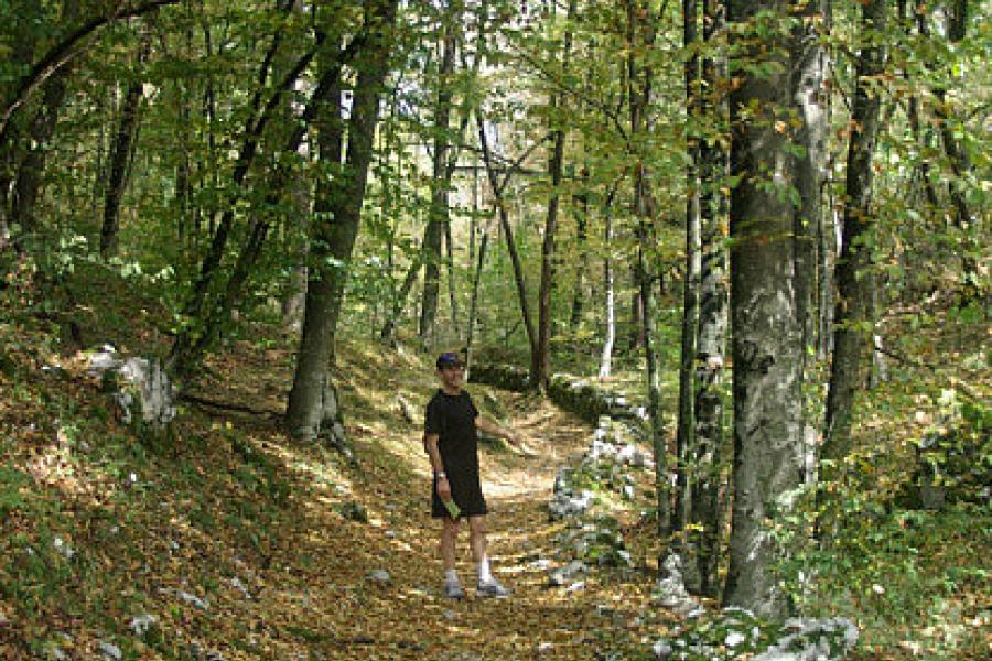 The woods above Kobarid, Slovenia