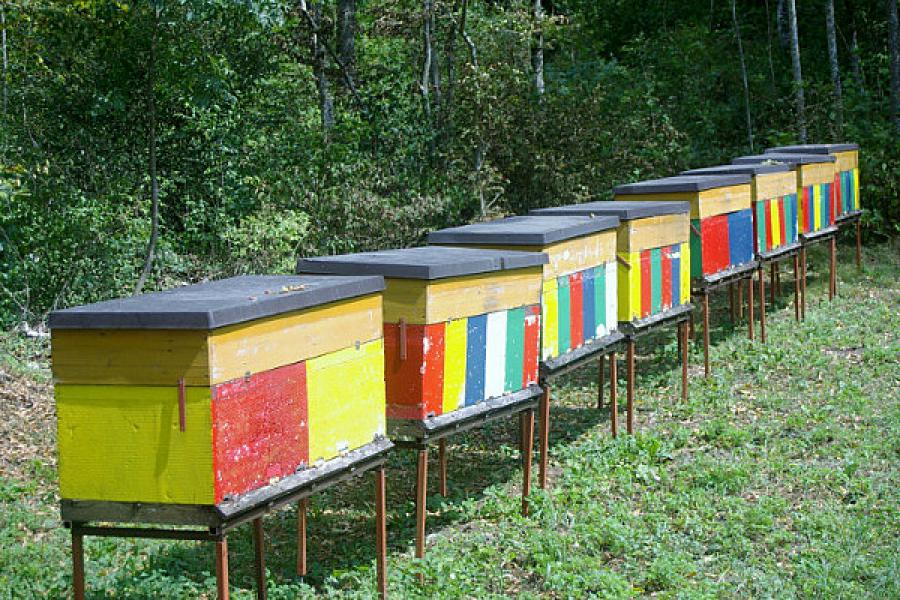 Slovenian bee boxes