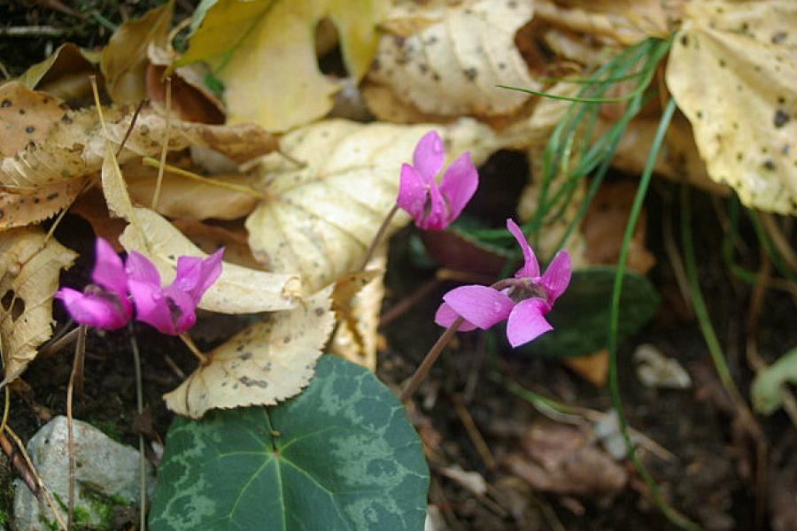 Wild flowers