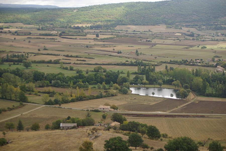 Lavender fields near Sault